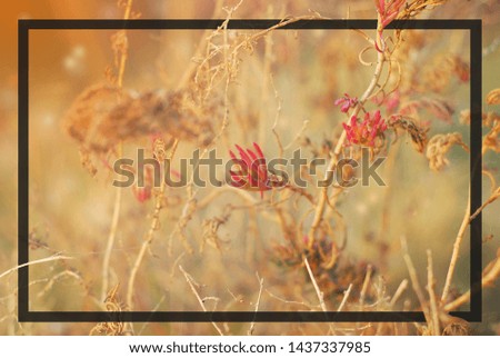 Abstract natura plan background texture with black frame. Creative layout closeup.