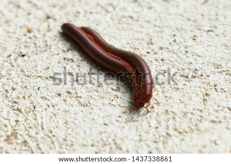 Breeding millipedes on the cement floor.