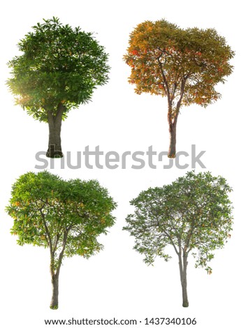 Tree isolated,Tree cutting on a white background. Tree editing The white background
