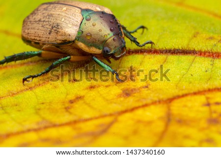 Macro Image of Beautiful metallic Scarab beetle on green leaves on Sabah, Borneo