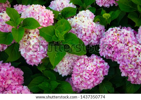 Tender pink flowers background. Lilac or Suringa is a flowering woody plant. Lilac flowering. Floral texture. Flowering lilac bush pattern