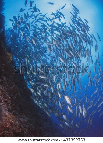 Sea Life of Tubbataha Reef (Philippines)