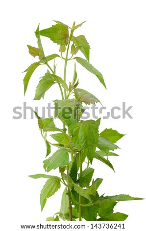 Siam weed or Ageratum houstonianum isolated on white background