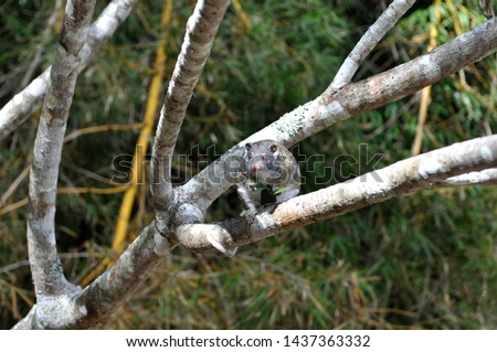 Wild green ringtail possum eating leaves, Australia. 