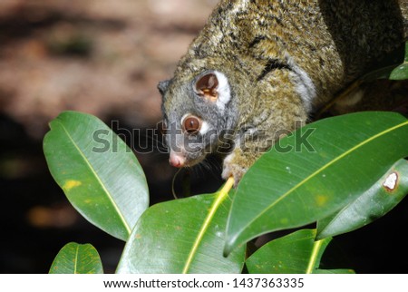 Wild green ringtail possum eating leaves, Australia. 