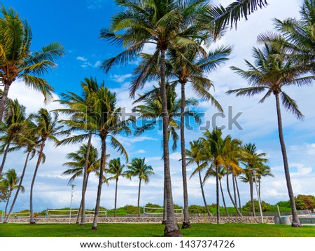 Coconut palm trees in Lummus Park, Miami Beach