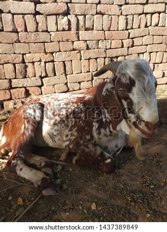 Typical pakistani goat in the picture, goats are found in abundance here .