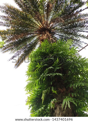 Beautiful palm tree with the sky in the village of bangladesh.