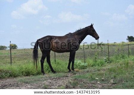 Dark Bay Quarter Horse Mare In Field