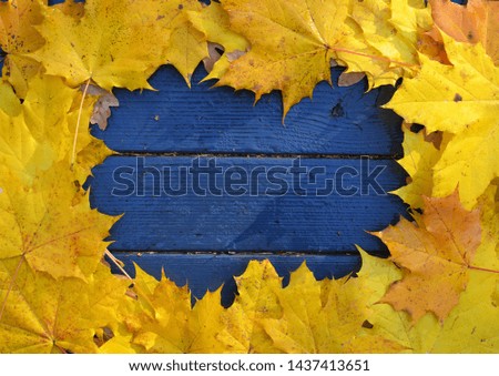 Maple Yellow Leaves around blue wooden floor - autumn frame, golden leaves border