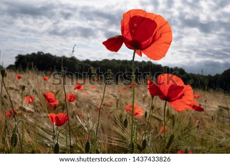 Close-up of poppies in a wheat field