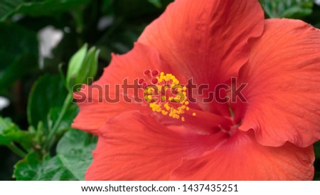 Bright Red Tropical Hibiscus - Macro