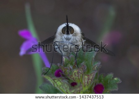 front view of bee fly bombyliidae on green plant with purple flowers 