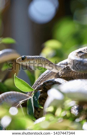 Thailand, Chiang Mai, countryside, snake on tree branch