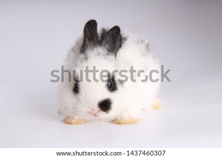 Baby adorable rabbit on white background. Young cute bunny in many action and color. Lovely pet with fluffy hair. Easter rabbit as symbol celebration. White and black dot on face ear