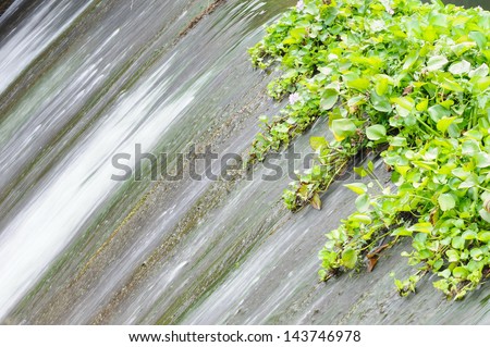 Dam catchment and Eichlornia crassipes  leaves