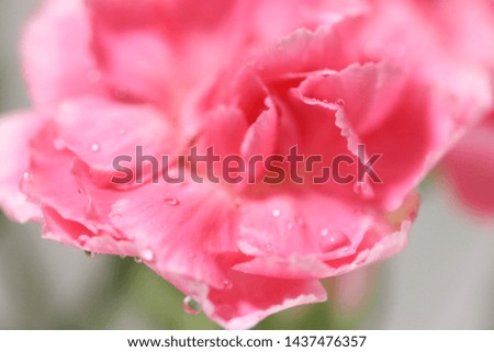 Beautiful color carnation flower with water drops for love background- macro