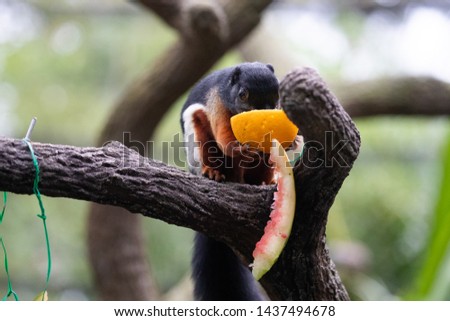 The Asian tri-colored squirrel eating orange.