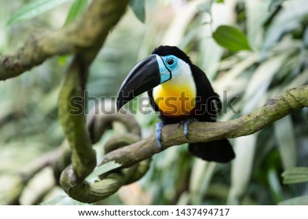 Channel billed toucan on the branch