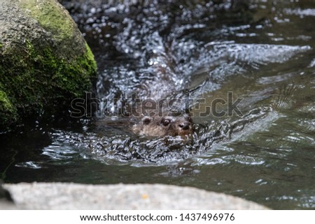 The Otter swimming in water.
