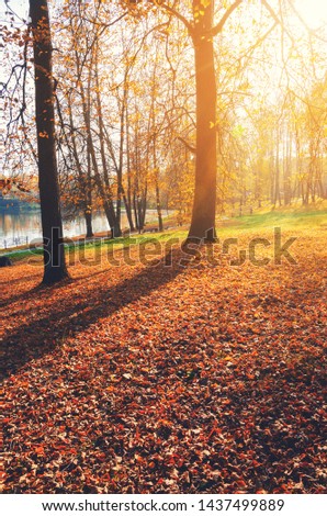 Sunny autumn scene with land covered by orange and red leaves in empty park.
