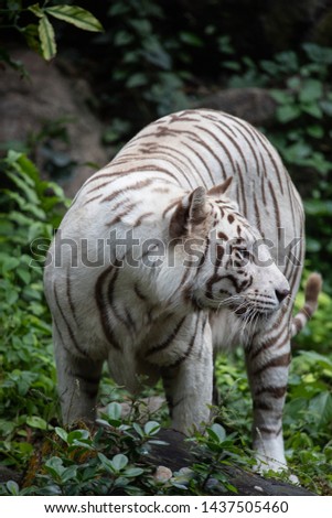 the white siberian tiger looking in the forest.