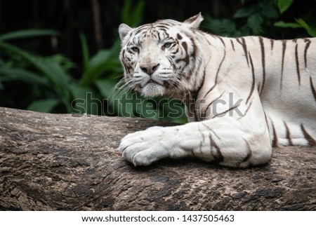 Close up the white siberian tiger resting on the wood..
