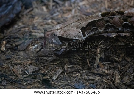 Close up Gaboon Viper (Bitis gabonica rhinoceros) is a venomous viper subspecies endemic to West Africa. It is distinguished from the nominate subspecies
