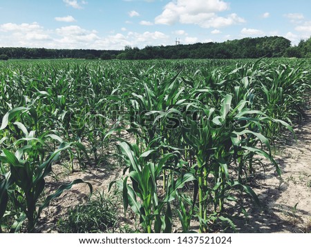 Corn field in summer. Sunny day.