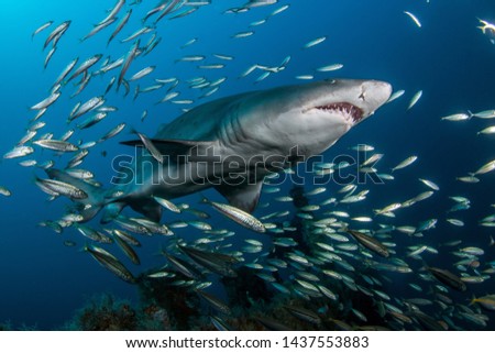 Sand Tiger alias Ragged-Tooth Shark Royalty-Free Stock Photo #1437553883