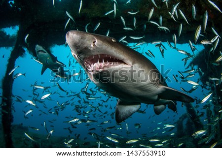 Sand Tiger alias Ragged-Tooth Shark Royalty-Free Stock Photo #1437553910