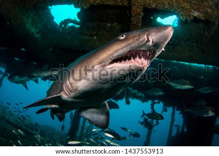 Sand Tiger alias Ragged-Tooth Shark Royalty-Free Stock Photo #1437553913