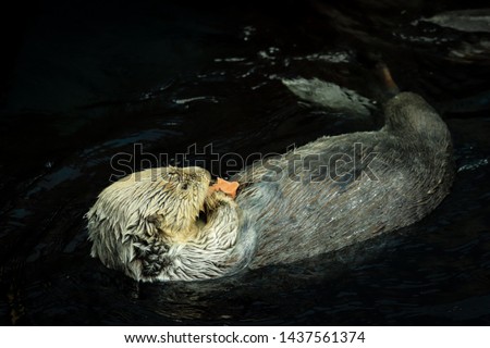 Sea otter eating fish in the Alasca