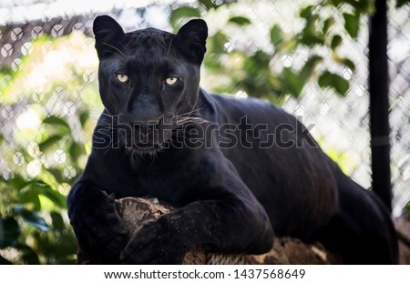 A black panther with beautiful eyes lies on a tree in the zoo.
