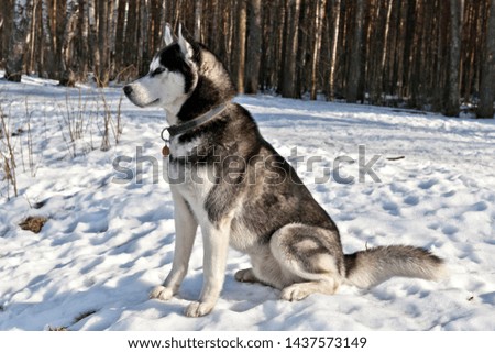 Dog breed Siberian Husky dog sitting in the snow on the forest background