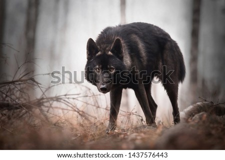 Black wolf in the forest.