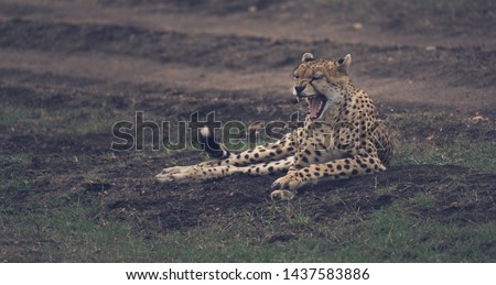 A laying cheetah with open jaws in Kenya