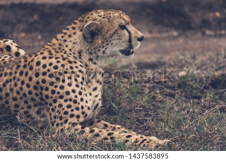 A close up of laying cheetah in Kenya