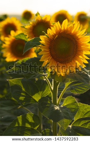 Sunflower Flower Blossom. Golden sunflower in the field backlit by the rays of the setting sun.