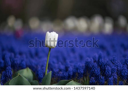 one white ottoman tulip in blue flowers