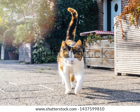 Low angle view - perspective of the front walking cat on a Dutch street