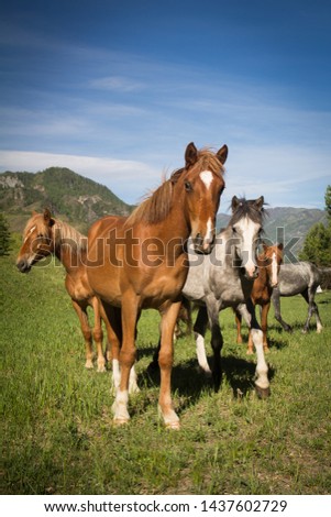 Two horses on wild environment