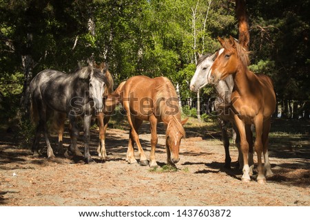 Several horses in forest. Altai region.