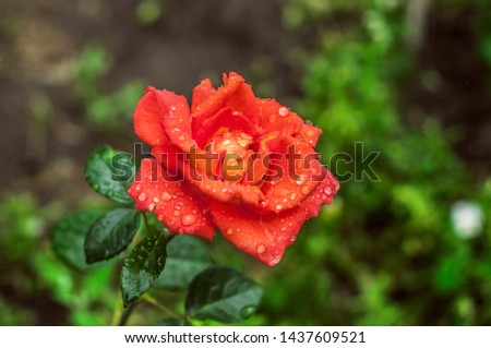 Beautiful red rose afrer rain, macro photo. Nice Bokeh effect, wonderful fllower with water drops in blooming garden, summer scenery, outdoor. Awesome fresh rose close up, nature background