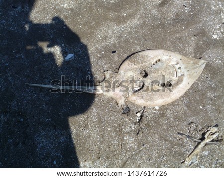 Skeleton of stingray on the beach (Rajiformes)