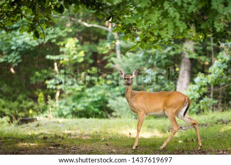 A female White tail deer standing in the woods looking at the camera. Green trees surround it. There is room for text or graphics on the left side.