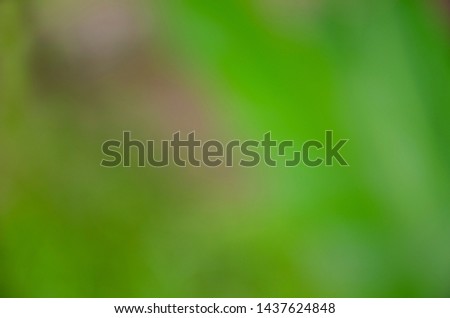 Background and blurred natural green leaves 