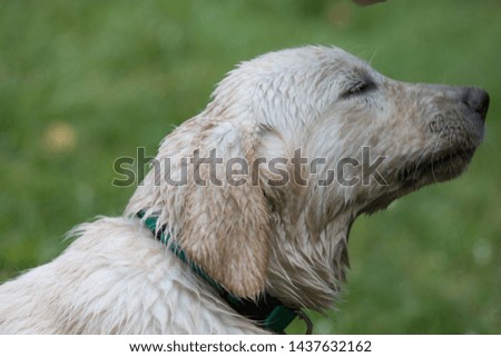 Dog playing in the mud after rain
