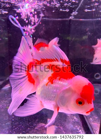 Goldfish movement with bubbles & water pumps in the tank