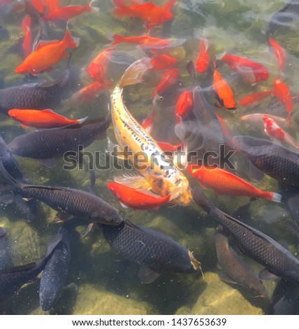 A crowd of colorful fish, Gypsy Hill duck pond, Staunton, Virginia